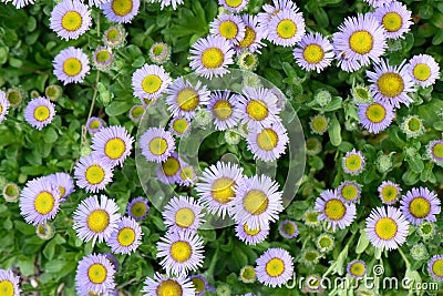 Seaside fleabane Erigeron glaucus lavender-pink flowers Stock Photo